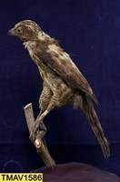 鳳頭蒼鷹藏品圖，第7張